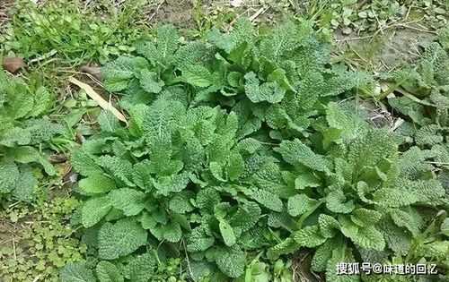 干咳嗽吃蛤蟆草有用吗的简单介绍