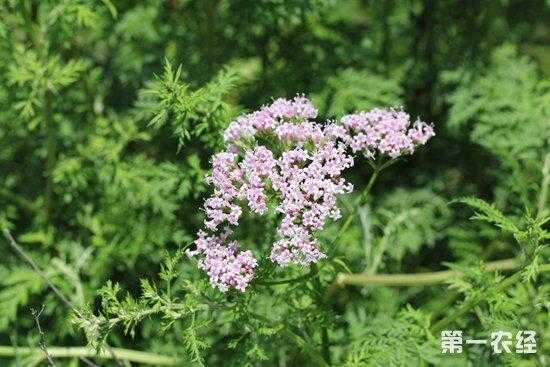 缬草对失眠有用么（缬草能治失眠吗）