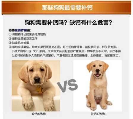 成年狗狗补钙还有用吗（成犬补钙）