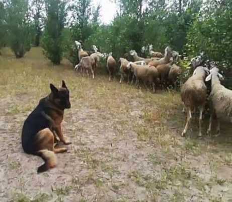 包含广西有用牧羊犬放羊吗的词条