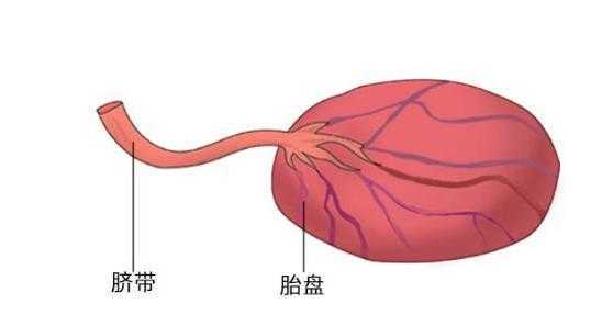 胎盘脐带保存哪个有用（胎盘脐带有什么作用）