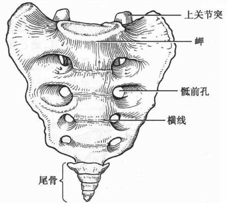 尾骨有用么（尾骨没用吗）