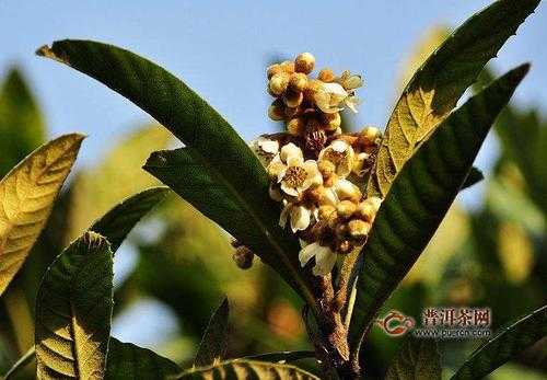 枇杷花有用还是枇杷叶有用（枇杷花和叶子哪个药效好）