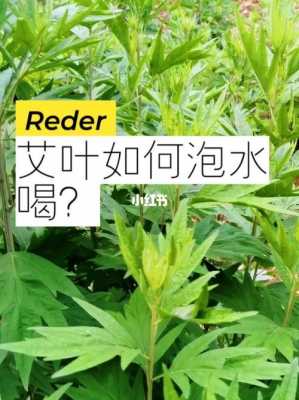 艾草对脸部过敏有用吗（艾草煮水敷脸对过敏有效吗）