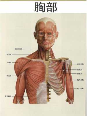 人体哪块肌肉最有用（哪块肌肉最重要）