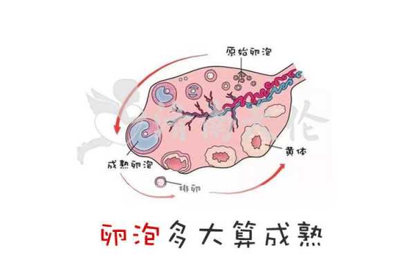 促排卵泡长到多大才有用（促排 卵泡多大）