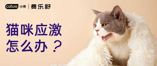 猫咪凝胶有用吗（猫咪凝胶有用吗知乎）