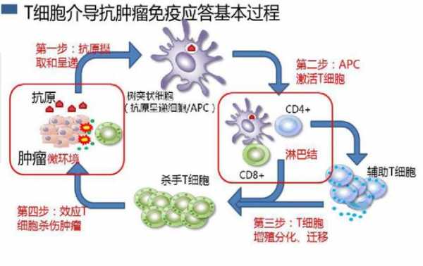 ctc生物治疗有用吗（ctc生物免疫治疗）