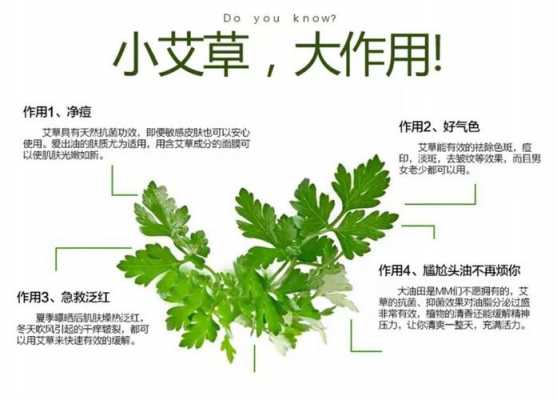 小儿咳嗽用艾草有用吗（小孩咳嗽用艾草熏有效果吗）