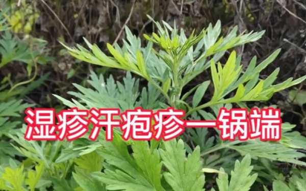 生殖疱疹用艾草熏有用么（生殖疱疹用中药外洗偏方）