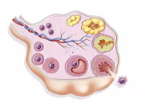 卵泡壁厚跑步有用吗（卵泡壁太厚了排不出来怎么办）