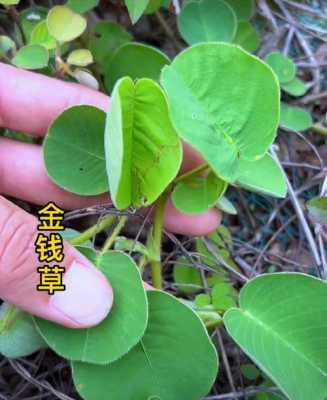 金钱草对喉咙发炎有用没（金钱草能治慢性咽炎吗）