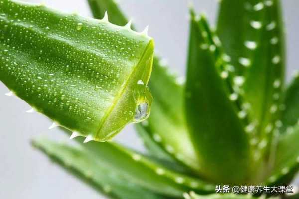 骨裂涂芦荟有用吗（骨裂涂芦荟有用吗知乎）