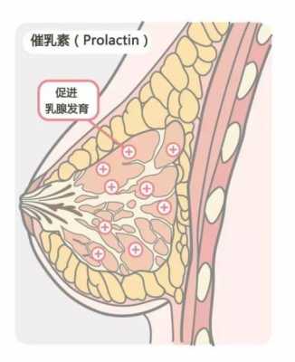 产后做催乳素有用吗（产后催乳管用吗）