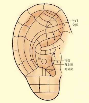 咳嗽针耳有用吗（耳针 咳嗽）