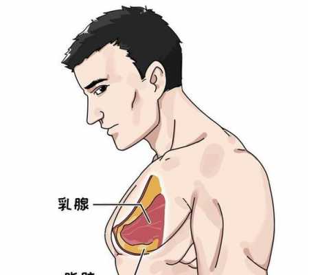 男人乳腺有用吗（男生乳腺有什么作用）