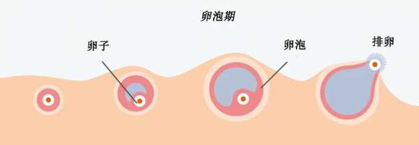 卵泡太大排出有用吗（卵泡太大才排出怎么办）