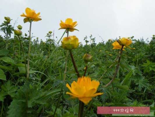 金莲花有用么（金莲花都治什么病）