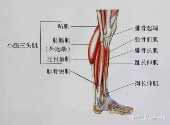 小腿前面底下重能有用么（小腿前侧靠下位置疼）