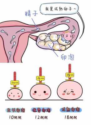 卵泡排不掉同房有用吗（卵泡如果排不出来会变成什么）