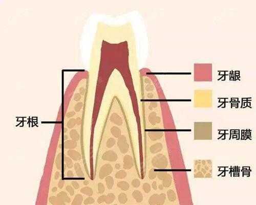 槽牙有用吗（槽牙作用）