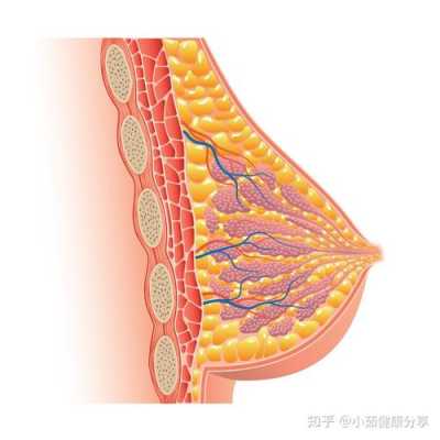 吮吸对乳腺增生有用吗（吮吸对乳腺增生有用吗知乎）