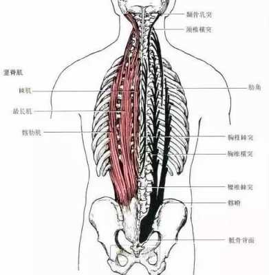 哪个部位的肌肉最有用（哪里的肌肉最有用）