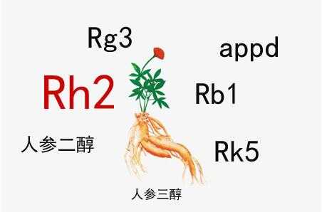 人参皂苷有用吗（人参皂苷有没有用）