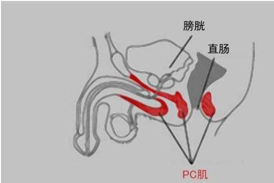 pc锻炼法有用吗（pc锻炼害死我了）