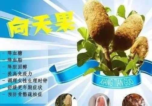 向天果高血压有用（向天果对高血压病人有作用吗）