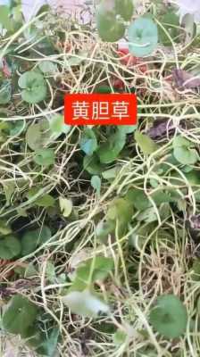 黄疸草药有用吗（黄疸用的草药）