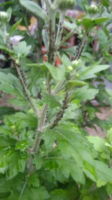 野菊花茎有用（野菊花茎叶有毒吗）