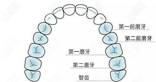 第二颗磨牙有用么（第二颗磨牙痛怎么办）