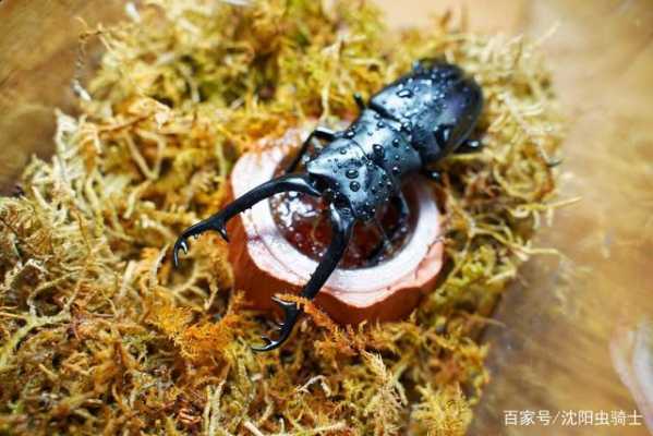 昆虫吃什么食物有用（昆虫吃啥东西）